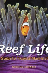 reef-life